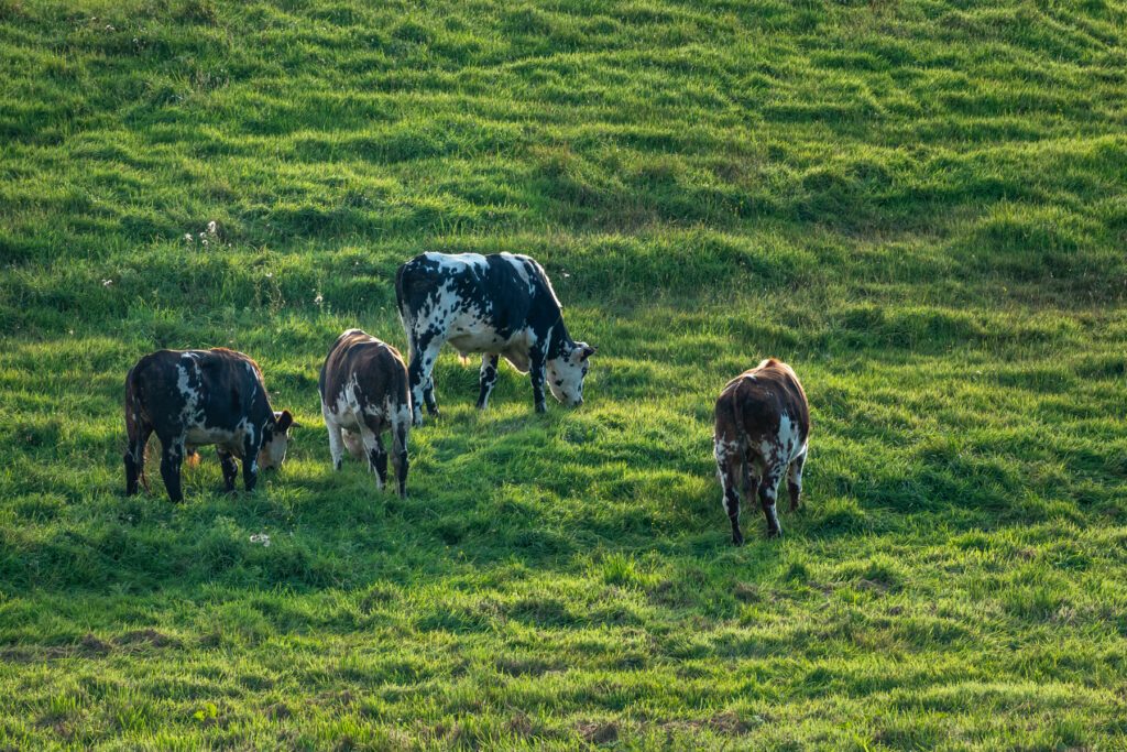 Bocage et vaches normandes non loin du Camping Abijune